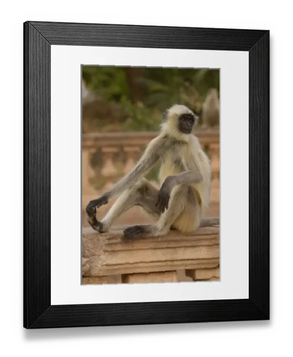 Framed Print : Hanuman Langur or Black-faced, Common or Grey Langur (Presbytis entellus) in Mandore Framed Print : Hanuman Langur or Black-faced, Common or Grey Langur (Presbytis entellus) in Mandore