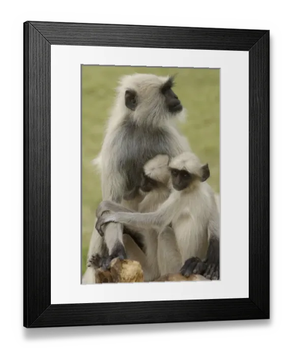 Framed Print : Asia, India Framed Print : Asia, India