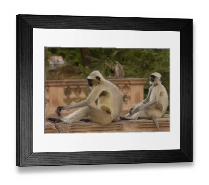 Framed Print : Hanuman Langurs or Black-faced, Common or Grey Langur (Presbytis entellus) in Mandore Framed Print : Hanuman Langurs or Black-faced, Common or Grey Langur (Presbytis entellus) in Mandore