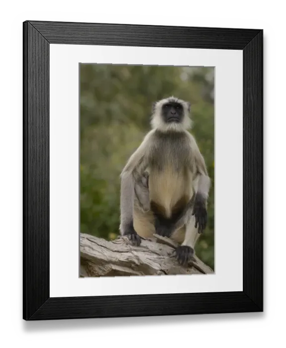 Framed Print : Asia, India Framed Print : Asia, India