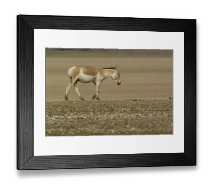 Framed Print : Asia, India Framed Print : Asia, India