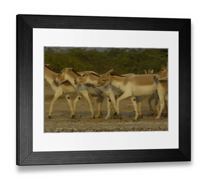 Framed Print : Asiatic Wild Ass (Equus hemionus khur). Rann of Kutch. Gujarat. SW INDIA Framed Print : Asiatic Wild Ass (Equus hemionus khur). Rann of Kutch. Gujarat. SW INDIA