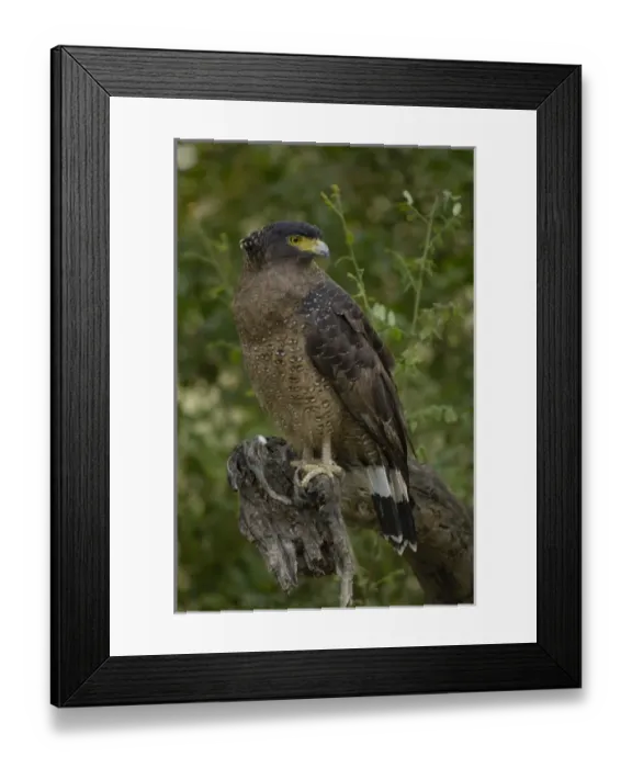 Framed Print : Crested Serpent Eagle (Spilornis cheela). Bharatpur or Keoladeo Ghana Sanctuary. Rajasthan Framed Print : Crested Serpent Eagle (Spilornis cheela). Bharatpur or Keoladeo Ghana Sanctuary. Rajasthan