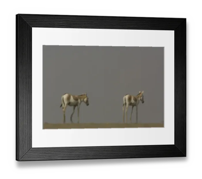 Framed Print : Asiatic Wild Ass (Equus hemionus khur). Rann of Kutch. Gujarat. SW INDIA