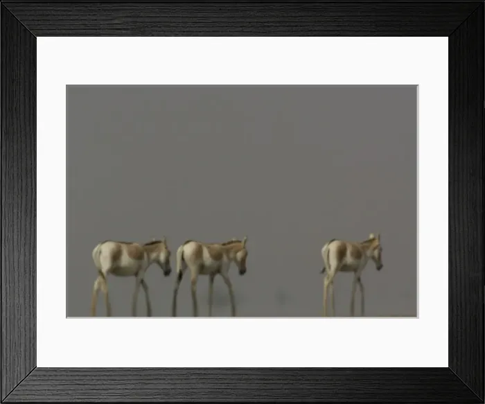 Framed Print : Asiatic Wild Ass (Equus hemionus khur) in mirage & heat haze. Rann of Kutch. Gujarat