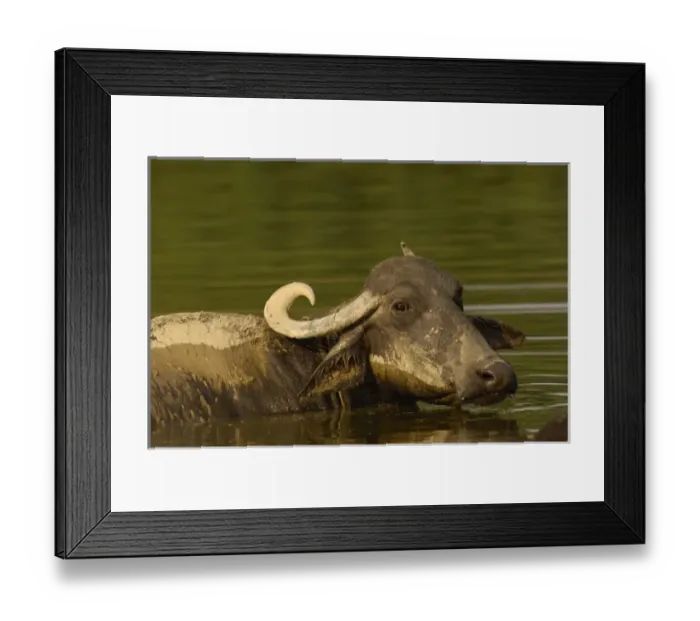 Framed Print : Domestic waterbuffalo bathing. These animals are used for their milk as well as to plough fields Framed Print : Domestic waterbuffalo bathing. These animals are used for their milk as well as to plough fields