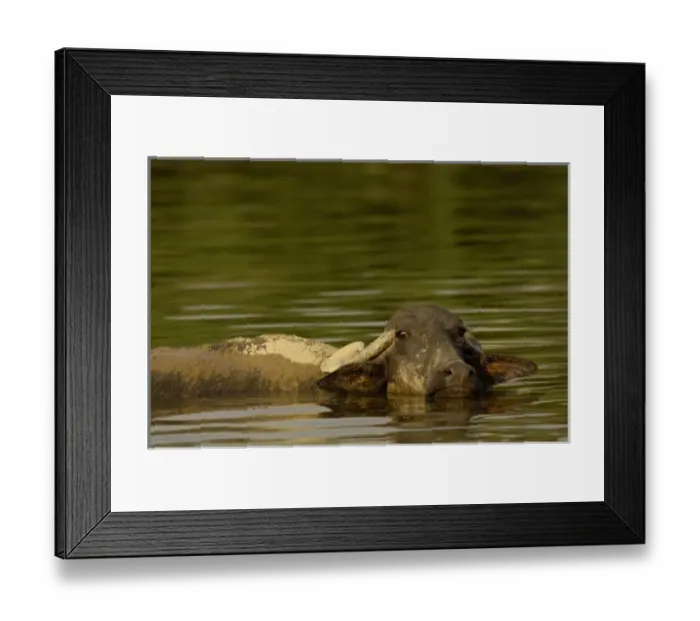 Framed Print : Asia, India
