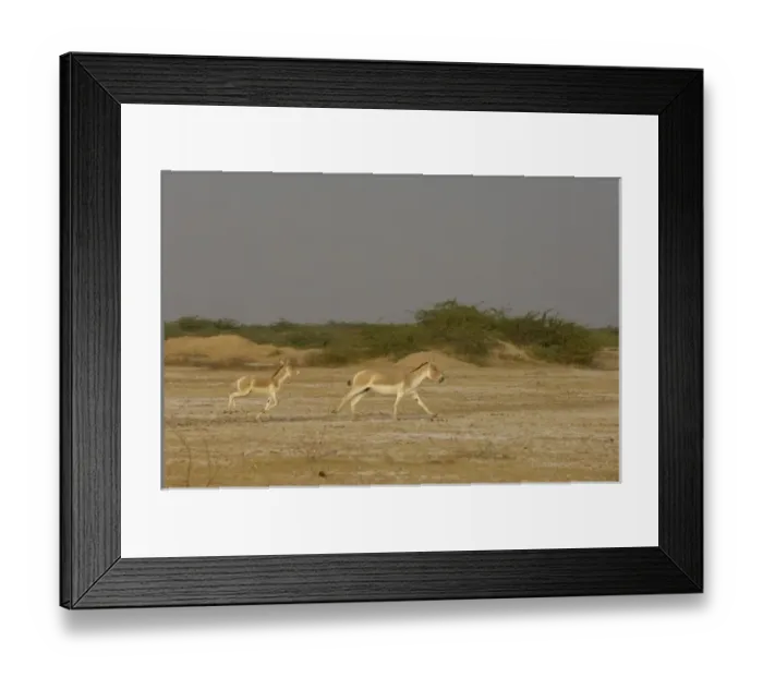 Framed Print : Asiatic Wild Ass (Equus hemionus khur). Rann of Kutch. Gujarat. SW INDIA Framed Print : Asiatic Wild Ass (Equus hemionus khur). Rann of Kutch. Gujarat. SW INDIA