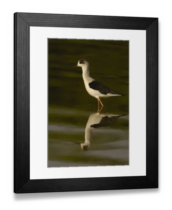 Framed Print : Asia, India