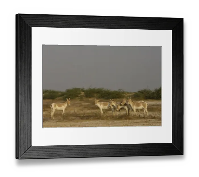 Framed Print : Asia, India