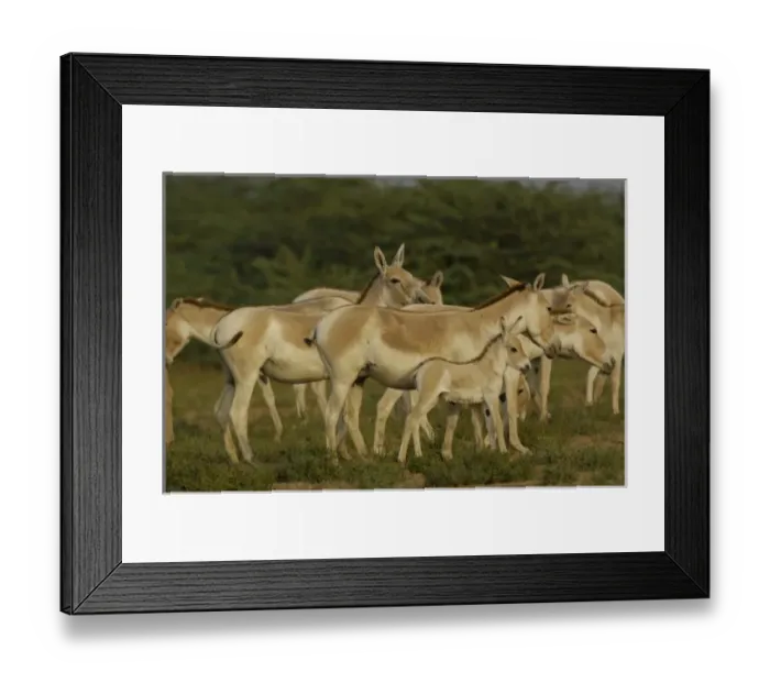 Framed Print : Asia, India Framed Print : Asia, India