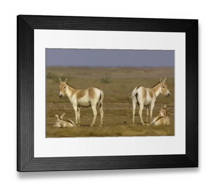 Framed Print : Asiatic Wild Ass (Equus hemionus khur). Rann of Kutch. Gujarat. SW INDIA Framed Print : Asiatic Wild Ass (Equus hemionus khur). Rann of Kutch. Gujarat. SW INDIA