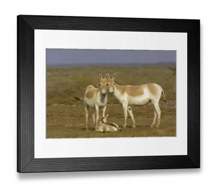 Framed Print : Asia, India Framed Print : Asia, India