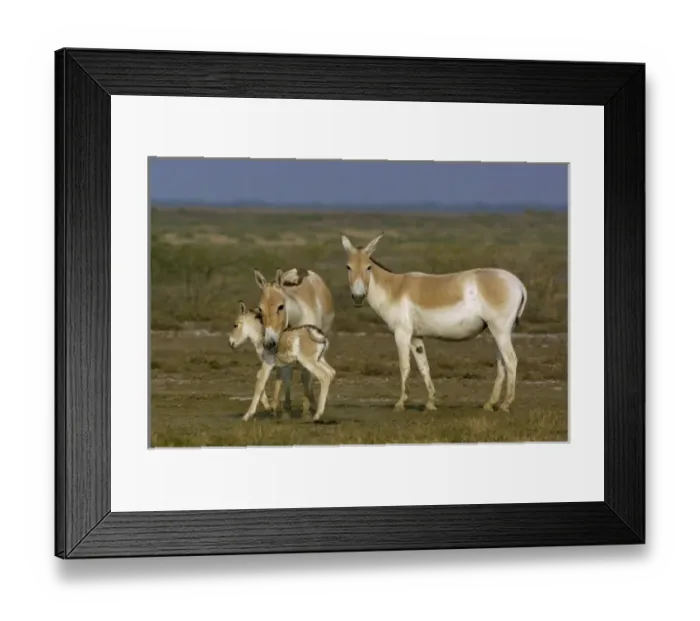 Framed Print : Asiatic Wild Ass (Equus hemionus khur). Rann of Kutch. Gujarat. SW INDIA Framed Print : Asiatic Wild Ass (Equus hemionus khur). Rann of Kutch. Gujarat. SW INDIA