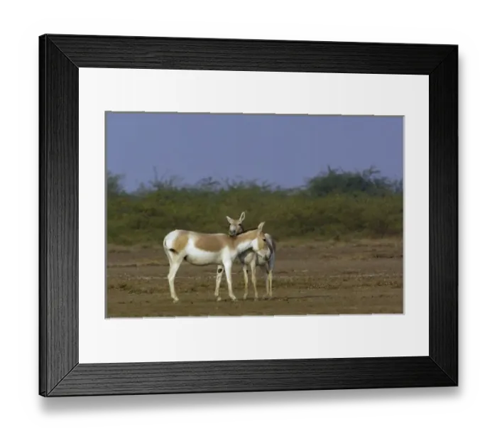 Framed Print : Asiatic Wild Ass (Equus hemionus khur). Rann of Kutch. Gujarat. SW INDIA Framed Print : Asiatic Wild Ass (Equus hemionus khur). Rann of Kutch. Gujarat. SW INDIA