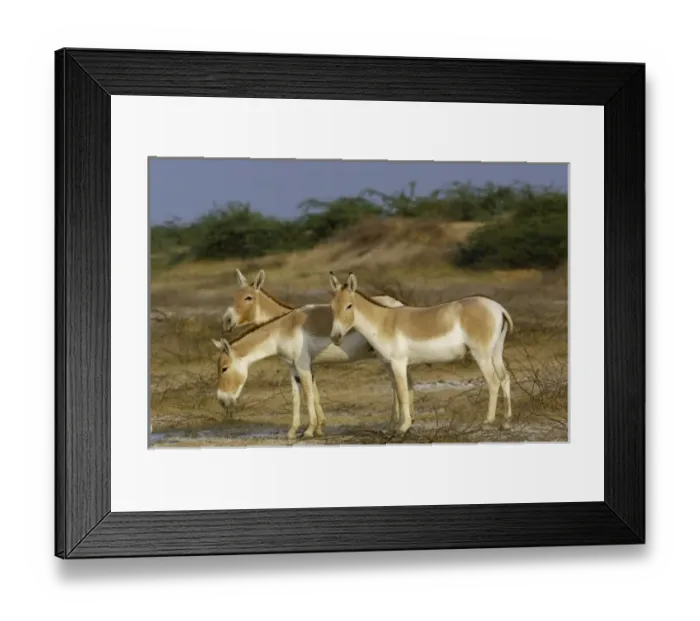 Framed Print : Asiatic Wild Ass (Equus hemionus khur). Rann of Kutch. Gujarat. SW INDIA