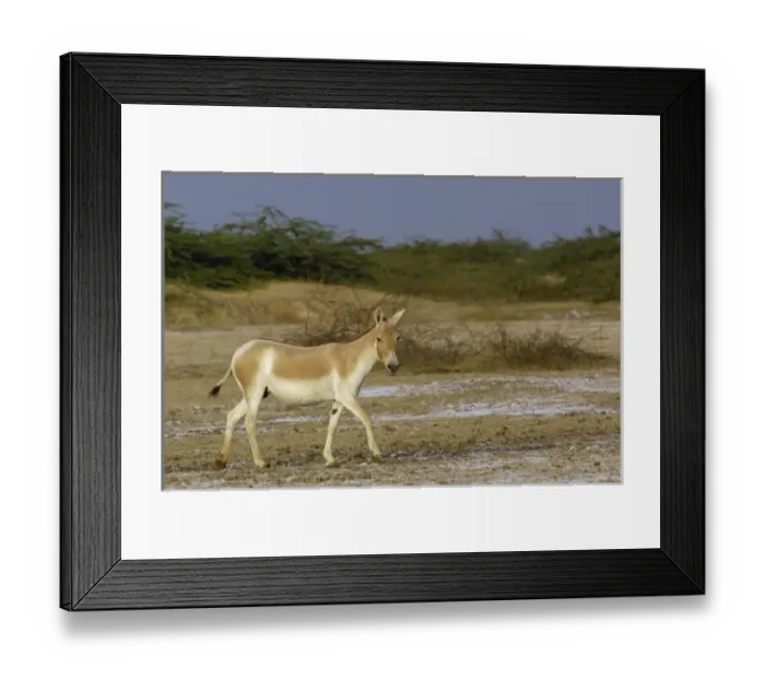 Framed Print : Asia, India Framed Print : Asia, India