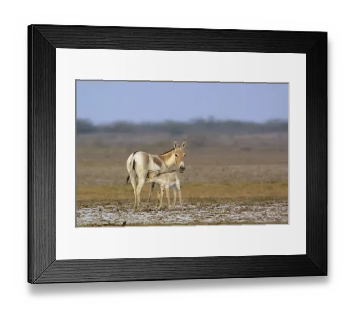 Framed Print : Asiatic Wild Ass (Equus hemionus khur). Rann of Kutch. Gujarat. SW INDIA Framed Print : Asiatic Wild Ass (Equus hemionus khur). Rann of Kutch. Gujarat. SW INDIA