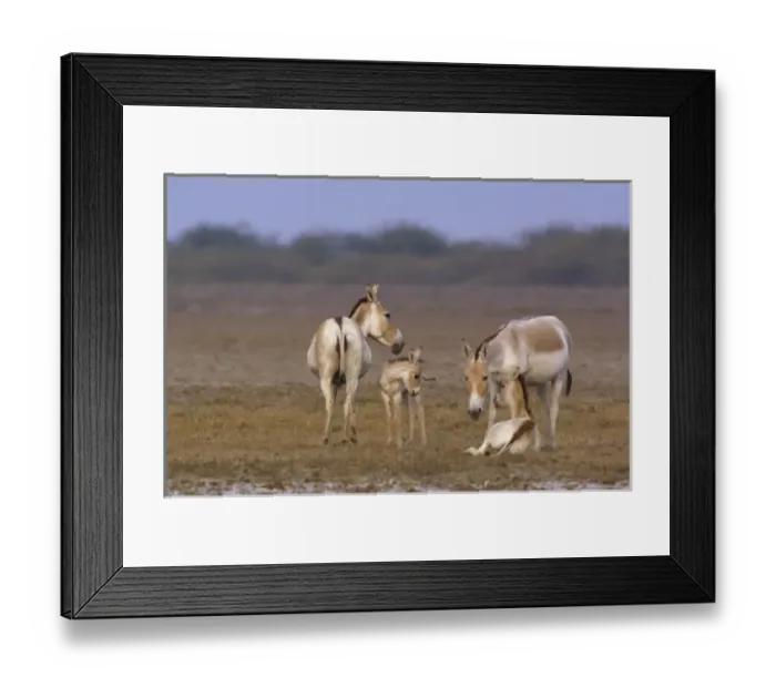 Framed Print : Asiatic Wild Ass (Equus hemionus khur). Rann of Kutch. Gujarat. SW INDIA Framed Print : Asiatic Wild Ass (Equus hemionus khur). Rann of Kutch. Gujarat. SW INDIA