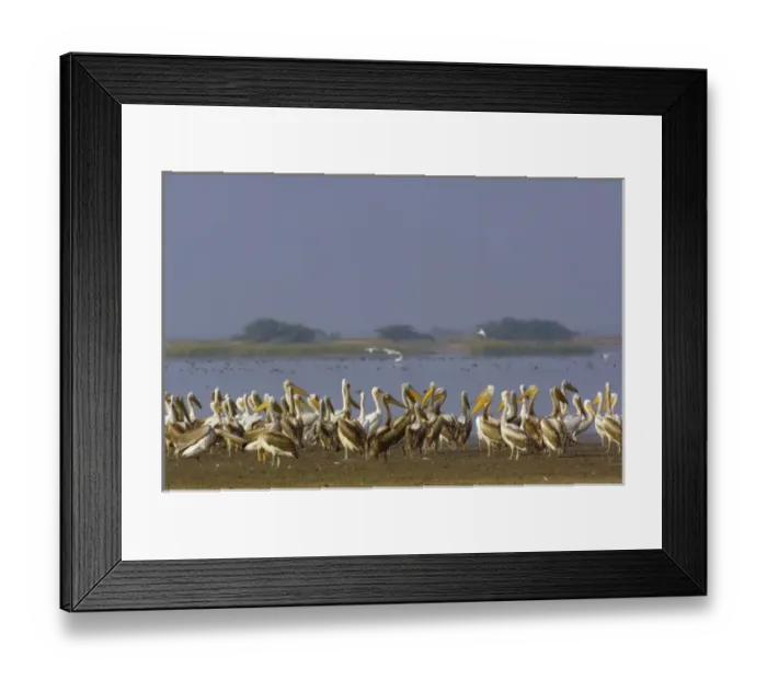 Framed Print : Great White Pelicans (Pelecanus onocrotalus). At salt pans of Runn of Kutch. Gujarat Framed Print : Great White Pelicans (Pelecanus onocrotalus). At salt pans of Runn of Kutch. Gujarat