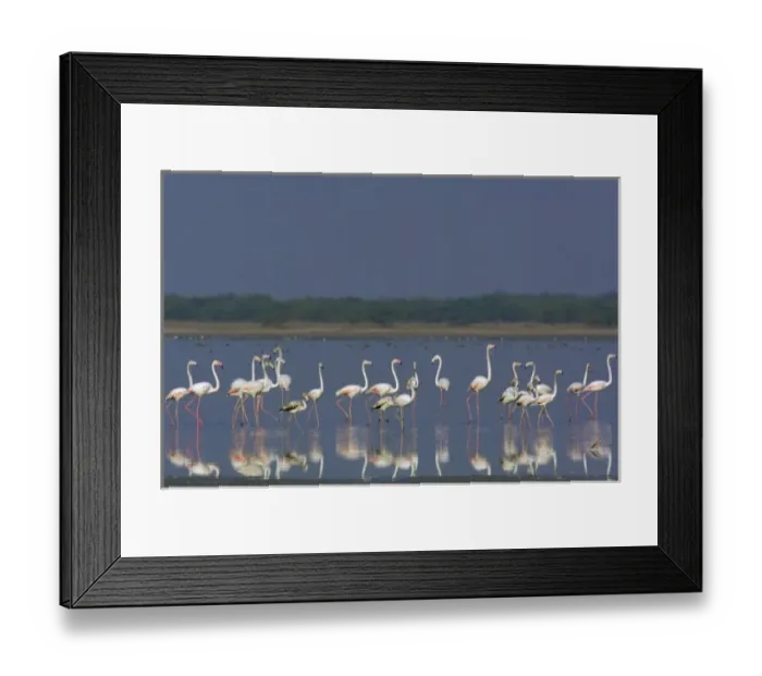Framed Print : Greater Flamingo (Phoenicopterus ruber). Salt pans of Runn of Kutch. Gujarat. SW INDIA Framed Print : Greater Flamingo (Phoenicopterus ruber). Salt pans of Runn of Kutch. Gujarat. SW INDIA