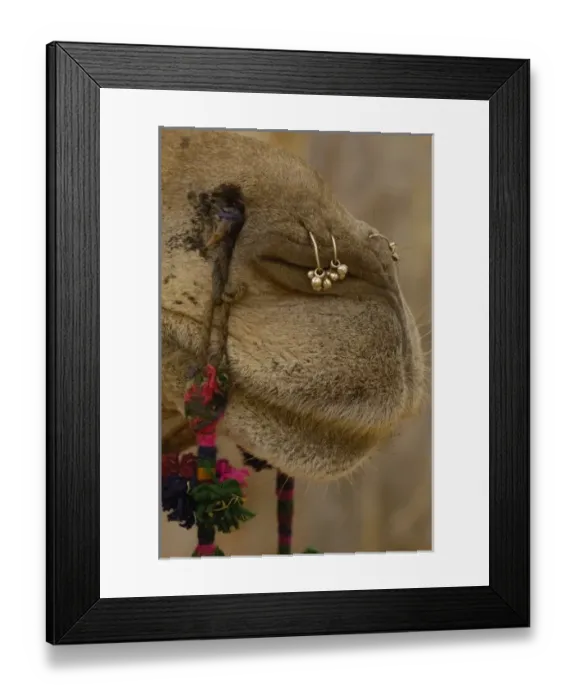 Framed Print : Decorated camel owned by Ashok Shivani Tak who is a keen collector of fine camel trappings