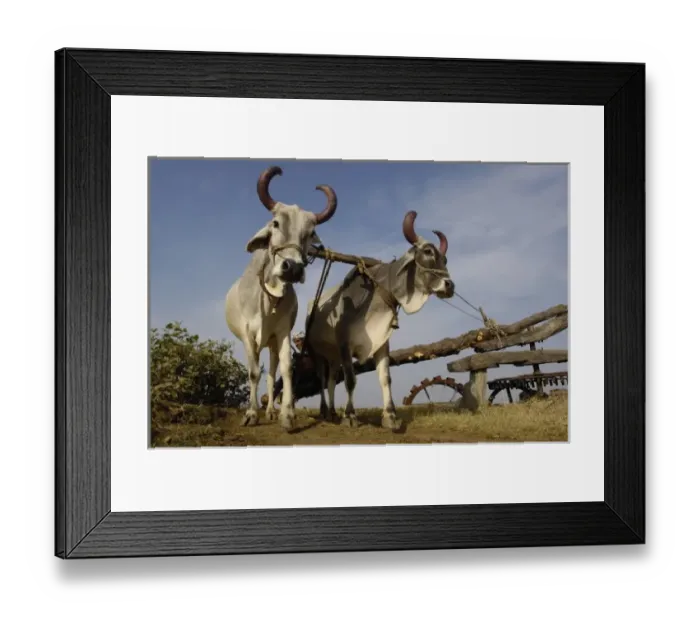 Framed Print : Waterwheel driven by 2 oxen. As the level of the well drops they add more metal or Framed Print : Waterwheel driven by 2 oxen. As the level of the well drops they add more metal or