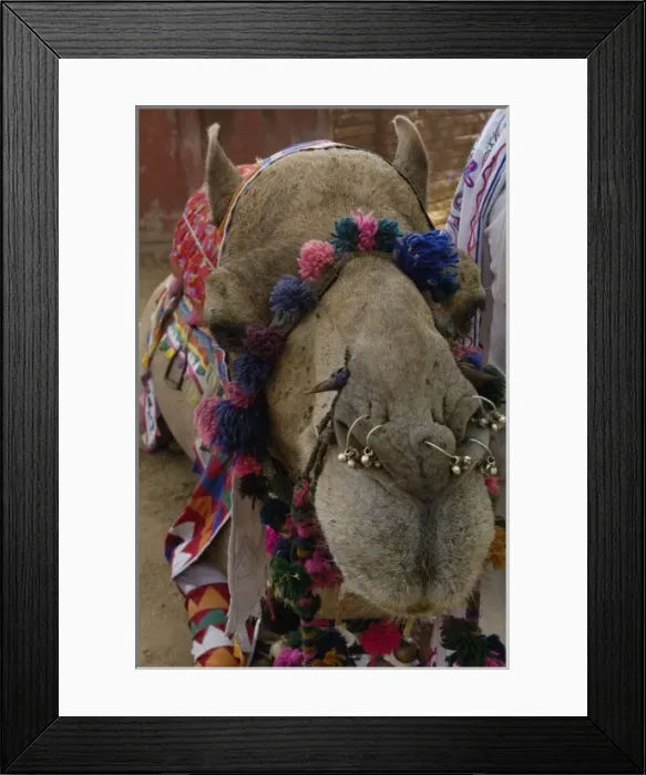 Framed Print : Decorated One-humped Arabian or Dromedary camel (Camelus dromedaries). Rajasthan. INDIA Framed Print : Decorated One-humped Arabian or Dromedary camel (Camelus dromedaries). Rajasthan. INDIA