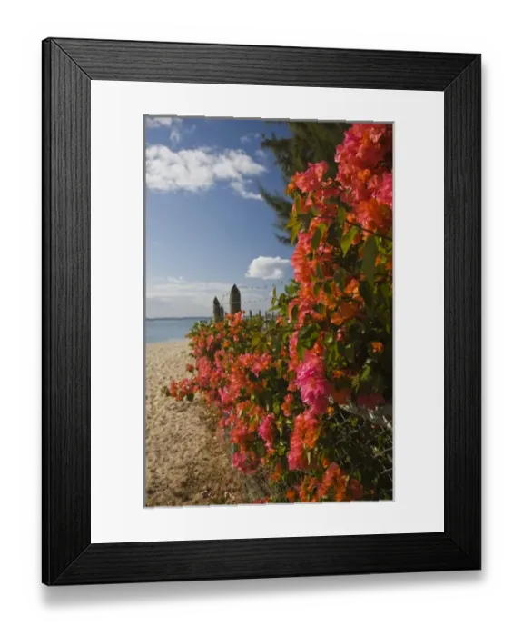 Framed Print : Mauritius, Western Mauritius, La Preneuse, bougainvilla flowers Framed Print : Mauritius, Western Mauritius, La Preneuse, bougainvilla flowers