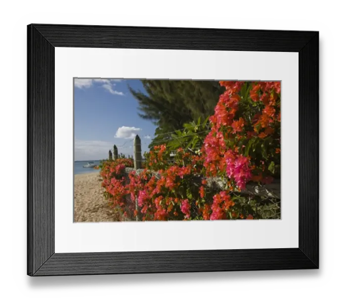 Framed Print : Mauritius, Western Mauritius, La Preneuse, bougainvilla flowers