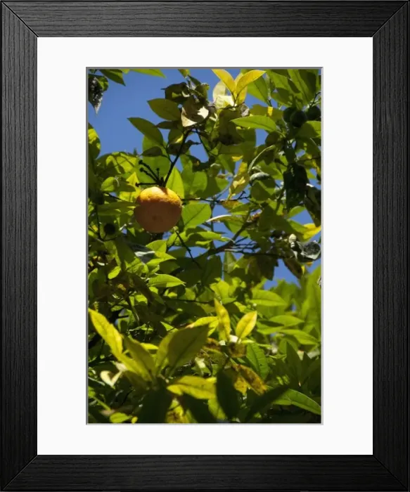 Framed Print : Africa, Morocco, Casablanca. Orange tree