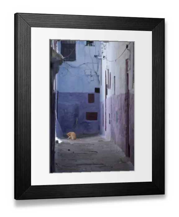 Framed Print : Morocco, Tetouan. The medina (old town) of TEtouan, UNESCO. House cat in typical narrow