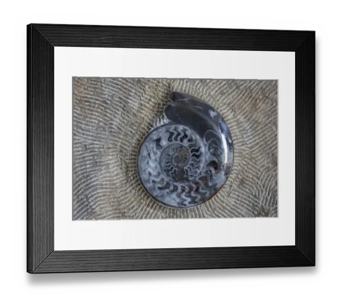 Framed Print : Morocco, fossil polishing and teatment, natulis spiral shell fossil Framed Print : Morocco, fossil polishing and teatment, natulis spiral shell fossil