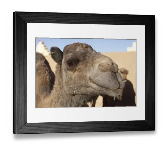 Framed Print : Camel, Morocco Framed Print : Camel, Morocco