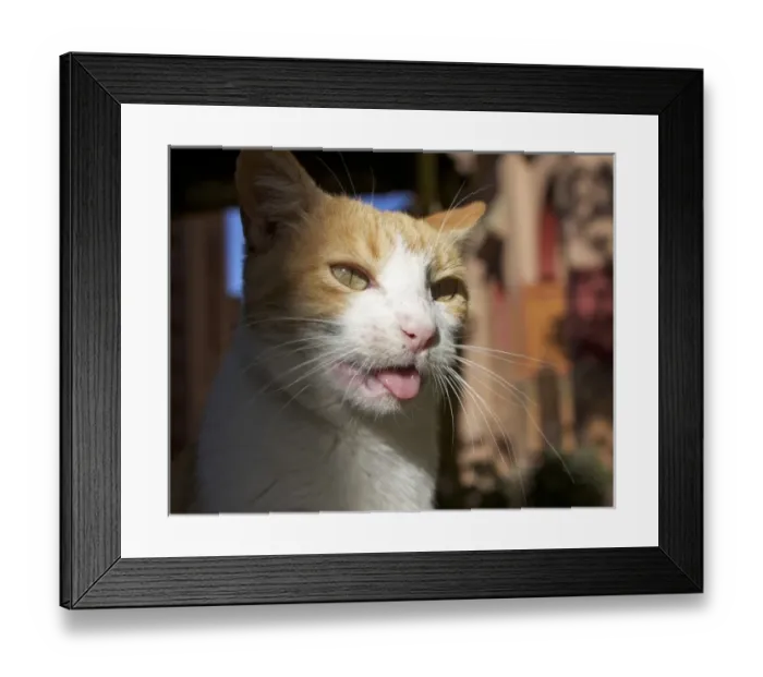 Framed Print : male orange tabby cat Framed Print : male orange tabby cat