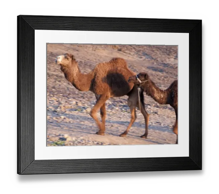 Framed Print : Merzouga: camel, dromeday