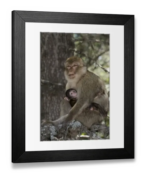 Framed Print : Africa, Morocco
