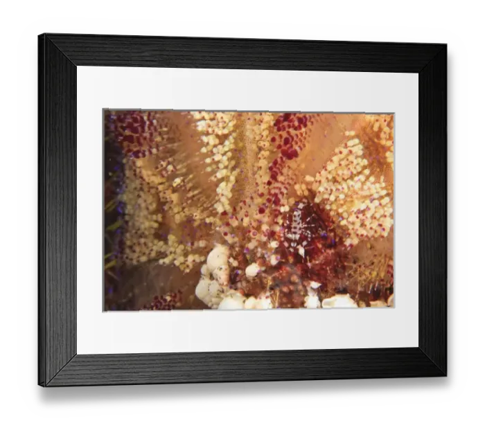 Framed Print : Coleman Shrimp in Fire Urchin, Tulamben, North Bali, Indonesia Framed Print : Coleman Shrimp in Fire Urchin, Tulamben, North Bali, Indonesia