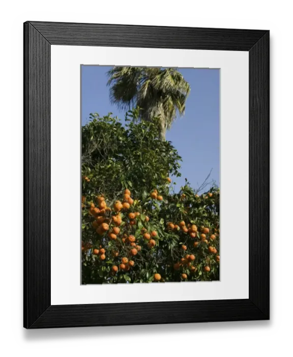 Framed Print : MOROCCO, Rabat: Kasbah des Oudaias, Andalusian Gardens Orange Grove Framed Print : MOROCCO, Rabat: Kasbah des Oudaias, Andalusian Gardens Orange Grove