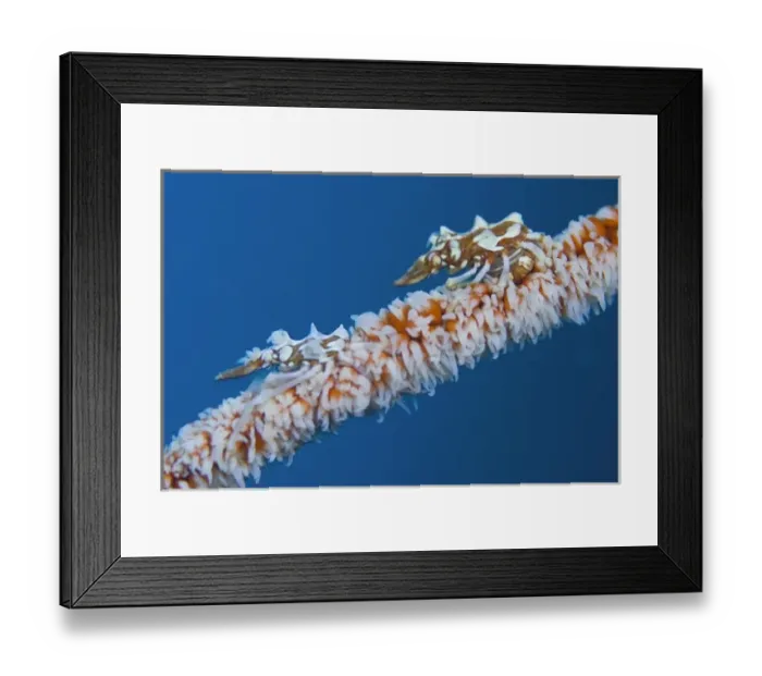 Framed Print : Indonesia, Komodo National Park. Wire coral crabs on spiraling wire coral Framed Print : Indonesia, Komodo National Park. Wire coral crabs on spiraling wire coral