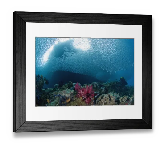 Framed Print : Indonesia, Raja Ampat. School of silvery baitfish swim over coral near surface Framed Print : Indonesia, Raja Ampat. School of silvery baitfish swim over coral near surface