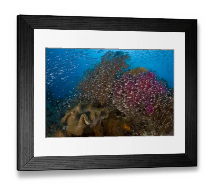 Framed Print : Indonesia, Raja Ampat. School of silvery glassfish swim past coral Framed Print : Indonesia, Raja Ampat. School of silvery glassfish swim past coral