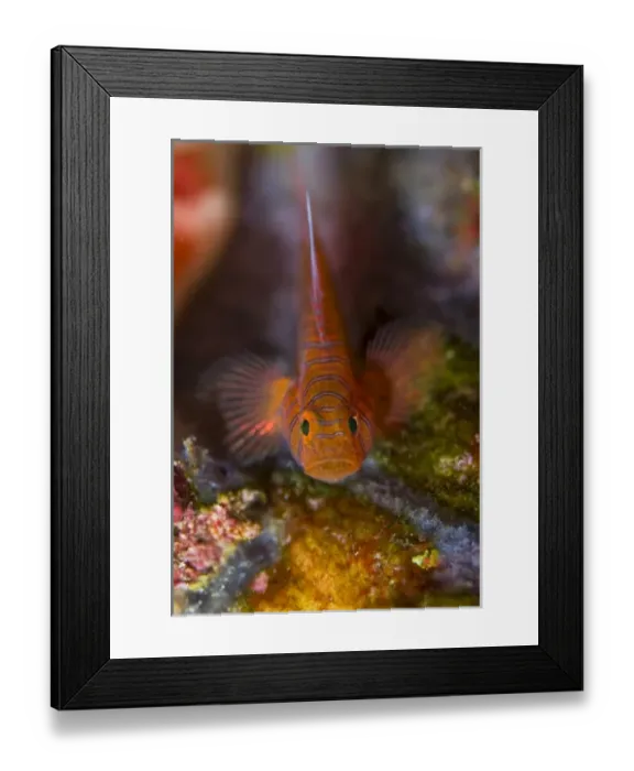 Framed Print : Indonesia, Raja Ampat. Front view of goby fish above coral Framed Print : Indonesia, Raja Ampat. Front view of goby fish above coral