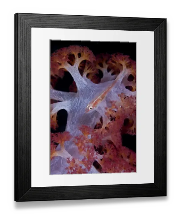 Framed Print : Indonesia, Raja Ampat. This goby fish is commensal with many species of marine invertebrates Framed Print : Indonesia, Raja Ampat. This goby fish is commensal with many species of marine invertebrates