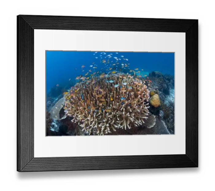 Framed Print : Indonesia, Raja Ampat. View of diverse, coral reef marine ecosystem Framed Print : Indonesia, Raja Ampat. View of diverse, coral reef marine ecosystem