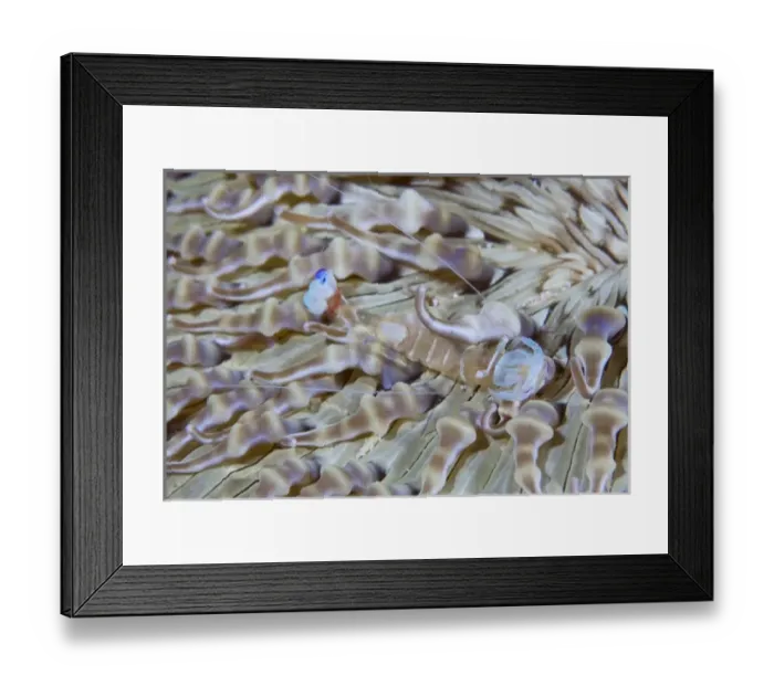 Framed Print : Asia, Indonesia