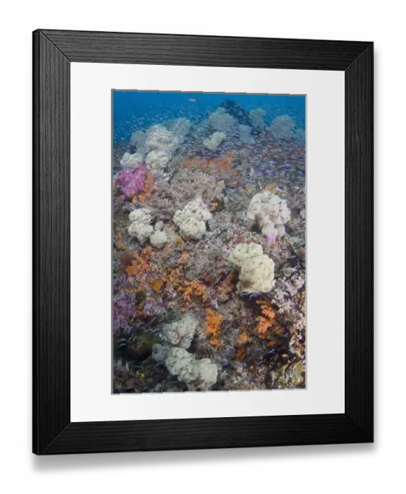 Framed Print : Indonesia Raja Ampat. Schooling fish swim past diverse reef Framed Print : Indonesia Raja Ampat. Schooling fish swim past diverse reef