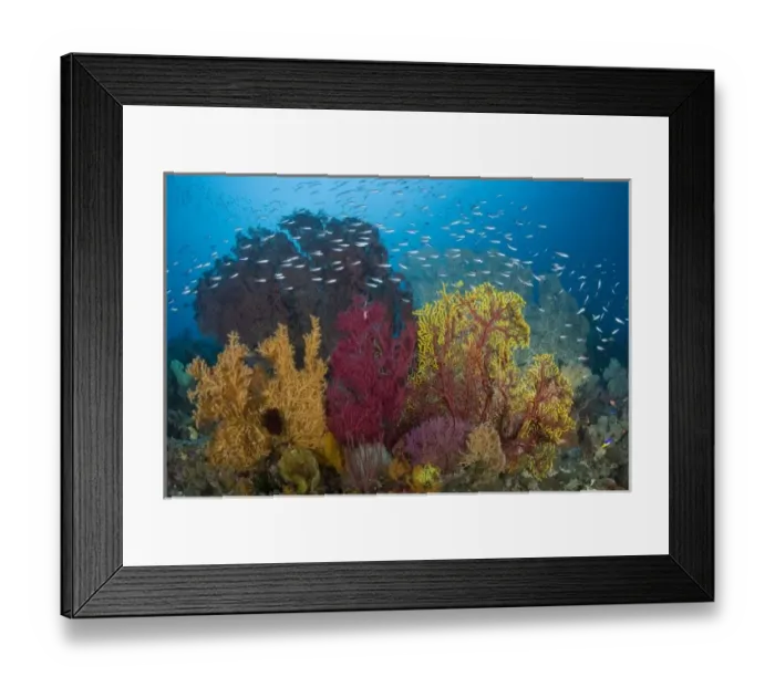 Framed Print : Indonesia, Raja Ampat. View of diverse coral reef marine ecosystem and popular diving spot Framed Print : Indonesia, Raja Ampat. View of diverse coral reef marine ecosystem and popular diving spot
