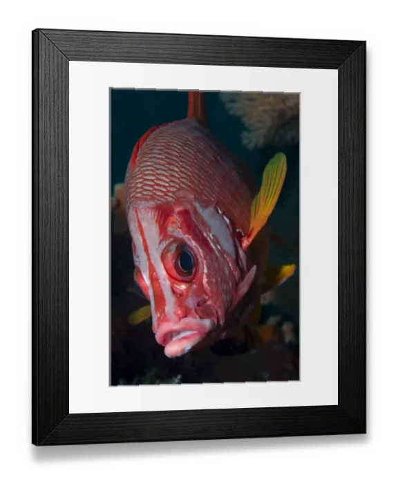 Framed Print : Indonesia, Raja Ampat. Close-up of squirrelfish Framed Print : Indonesia, Raja Ampat. Close-up of squirrelfish