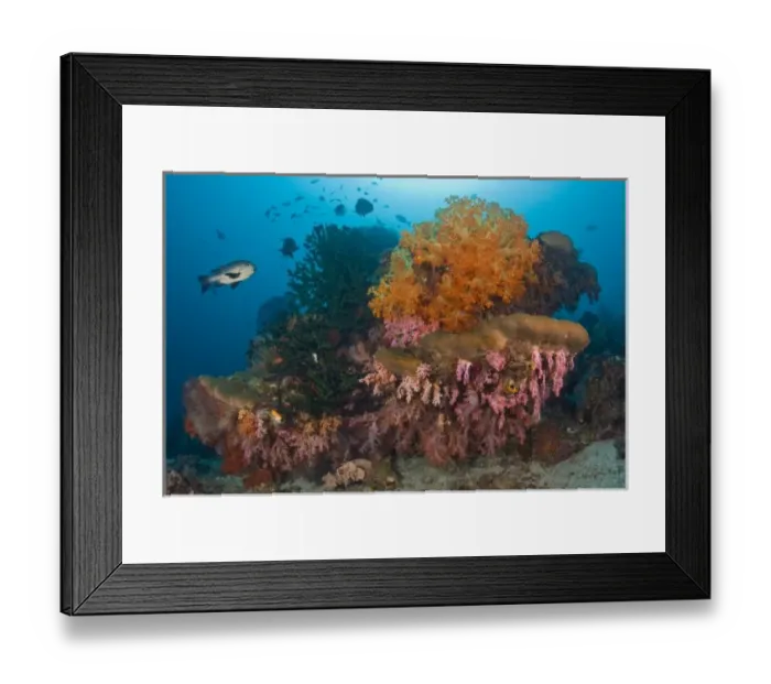 Framed Print : Indonesia, Raja Ampat. Black snapper fish swim past coral reef Framed Print : Indonesia, Raja Ampat. Black snapper fish swim past coral reef